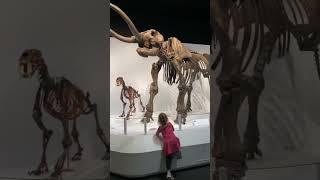 5 Reasons Kids Love Denver Museum of Nature & Science