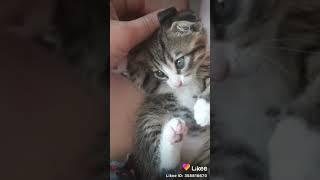 Какое милое создание ️