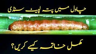 How to control pata lapait sundi in rice#How to control stem borer in rice#Pakistani Farmer