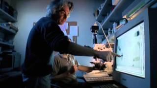 Amazing Dogs : Documentary on Dogs and the Human Obsession with Canines (Full Documentary)