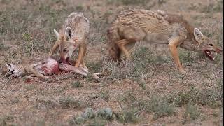 Jackal eating a baby gazelle