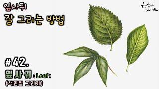[Flower Painting / Botanical Art] #42. How to draw leaves well (painting tutorial-flower drawing)