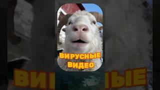 ВИРУСНЫЕ ВИДЕО / Самые смешные животные