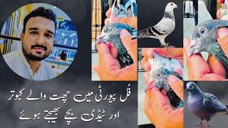 Sending Pigeons To Attock | Rana Ahmad Dastgeer