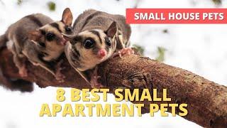 8 Best Small Apartment Pets - What’s the best pet for a small apartment