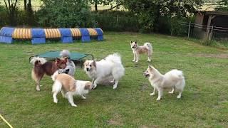 Steinunn´s Kennel  Everyday living in a pack 