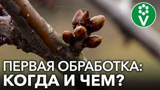 ЧЕМ И КОГДА ОПРЫСКАТЬ САД ВЕСНОЙ от болезней и вредителей?