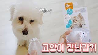 고양이 장난감을 본 강아지 보리의 반응은... - 달려라치킨