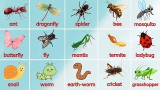 Dạy bé gọi tên các loại Côn trùng bằng tiếng Anh | Insects Name | Oh Vui Kids