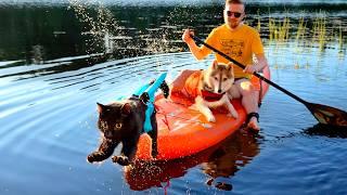 My Dog and Cat Loves to SUP Board With Me! Husky Swims Across the Lake