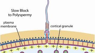 Sea urchin fertilization animation csir net | Polyspermy fast and slow block | Shomu's Biology