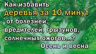 Профессиональная супербелая лечебная побелка Доктор сад с Фитоспорином и Гуми