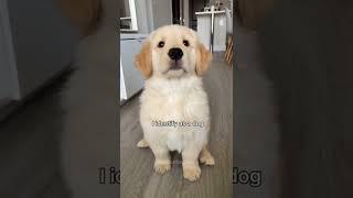 Am just a little baby #dogs #shorts #viral #yputubeshorts #kitty007 #animals #baby