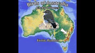 Birds of Australia Jacky Winter