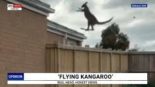 ‘Super Australian scene’: Paul Murray reacts to footage of flying kangaroo