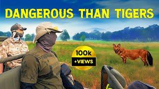 Wild Dog (Dhole) Encounter in Kanha Tiger Reserve Safari - 4K Video Hindi | हिन्दी