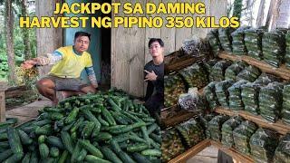 JACKPOT SA DAMING PUTI NG PIPINO UMABOT TAYO S MAHAL NG PRESYO @anthonyjaballa5323 @bomboyvlogs3518