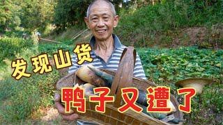 农村生活欢乐多，老爸发现啥山货？二话不说就挖回家，鸭子又遭了