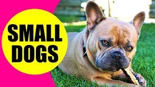 SMALL DOG BREEDS - List of Small Dog Breeds in the World