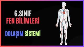 6.SINIF - FEN BİLİMLERİ - DOLAŞIM SİSTEMİ #konuanlatımı