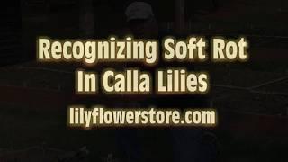 Growing Calla Lilies: Recognizing Soft Rot