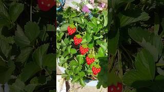 how to grow strawberry #strawberry #farming #ytshorts