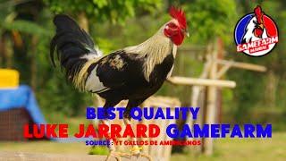 BEST QUALITY | LUKE JARRARD GAMEFARM