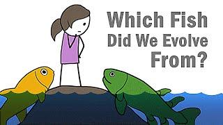 Which Fish Did We Evolve From?