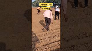 Cumin Variety Trial #shorts Western C-60  #cumin #agriculture #farming