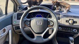 2012 Honda Civic LX Relaxing ASMR POV TEST DRIVE ((BABY CATPOV+))