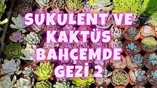 SUKULENT BAHÇEMDEKİ DEĞİŞİKLİKLER #sukulent #cactus #succulent #flowers