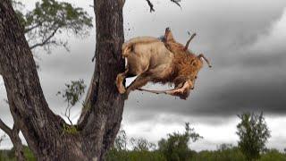 Thieving LION crash lands… head first! 