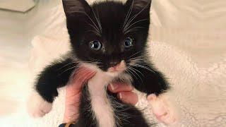 An amazing transformation of the tiny kittens, filthy, URIs with clogged up eyes