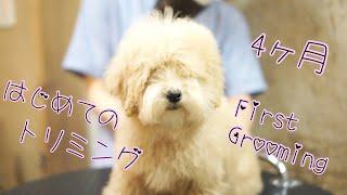 ４ヶ月のプードルの仔犬ちゃん　初めてのトリミング