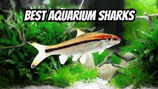 Top 15 Freshwater Aquarium Sharks 