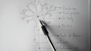 STRUCTURE OF MULTIPOLAR NEURON || BY PHANINDRA GUPTHA