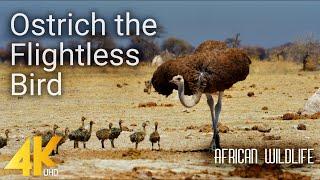 4K African Wildlife - Ostrich the Flightless Bird - Nature Wildlife Video