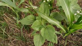 No-Till розвиток покривних культур