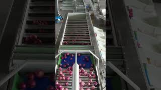 Onion adjustable grader classifier vegetable sorting and grading machine onion processing line