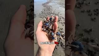 Nature’s Tiny Army: Surprising Facts About Soldier Crabs! #animals #crab