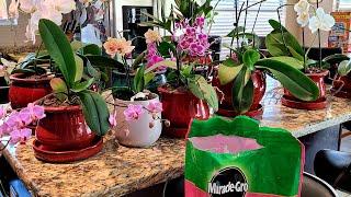 Miracle grow Orchid Potting mix is my secret for my orchids