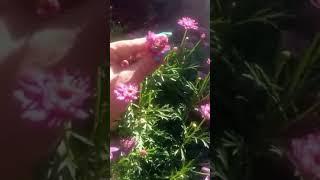 Prettiest pink daisies in the middle of my veggie garden.  First Spring bloomers.