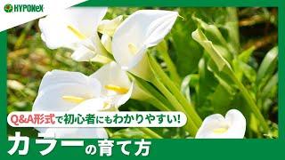 :224 【Q&A】カラーの育て方｜湿地性と畑地性の違いは？水やりや肥料などの管理方法もご紹介｜【PlantiaQ&A】植物の情報、育て方をQ&A形式でご紹介