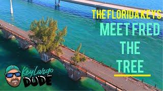 Meet Fred the Tree,  legend of The Florida Keys! 7 Mile Bridge!