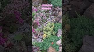 신길동장수촌 바위솔정원.  여기 능이백숙삼계탕으로 아주 유명합니다 #바위솔정원 #정원만들기 #신길동장수촌