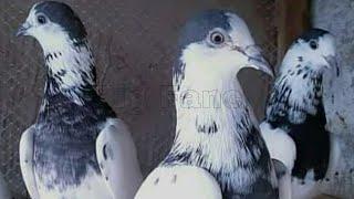 Top 10 Most popular High Flying Pigeon Collection | Amazing  Exotic High Flying Pigeon Breeds