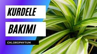 Chlorophytum comossum / Kurdele Çiçeği Bakımı ve Problemleri | Ev Yeşili