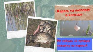 Карась на поплавок весной в камышах. Ловля карася весной на поплавок.
