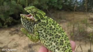 DoD PARC Species Profile Video Series: Episode 19: Mediterranean Chameleon