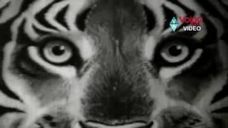 Tiger Productions (1970)